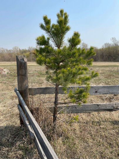 Участок 15 сот. (ИЖС)