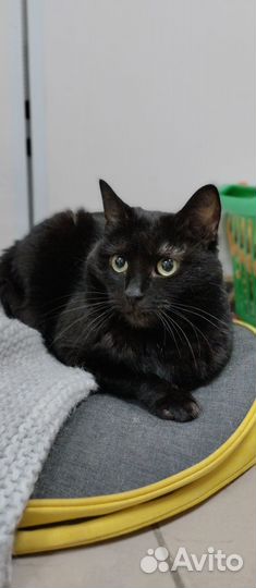 Кошка ищет дом