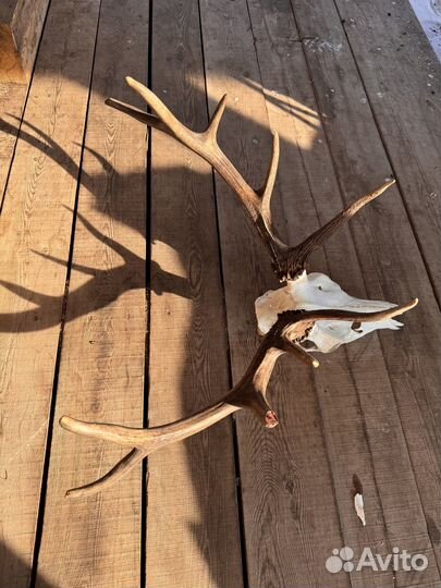 Рога изюбря