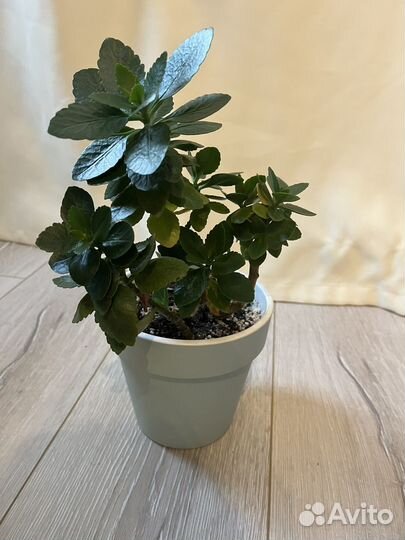 Бегония, пилея, традесканция, каланхоэ, авокадо