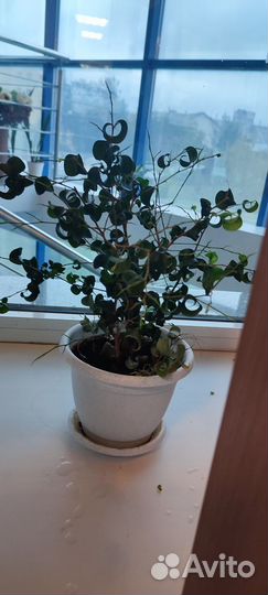 Фикус кудрявый