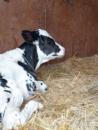 Телята бычки