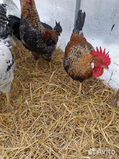 Петушки Доминант