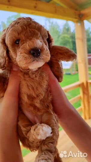 Карликовый пудель девочки