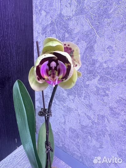 Орхидея фаленопсис /17