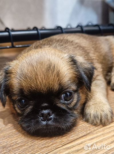 Девочка Пти- брабансон/Брюссельский гриффон