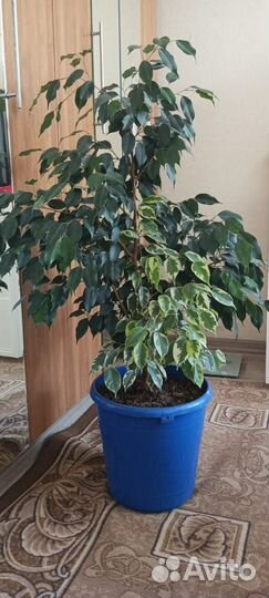 Интерьерный микс из фикусов