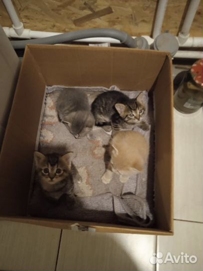 Отдам котят в добрые руки