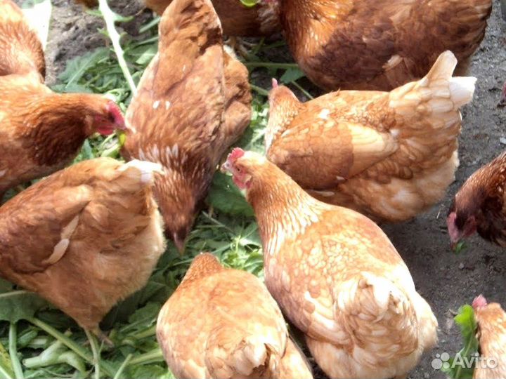 Куры несушки
