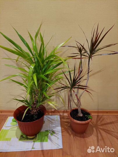 Комнатные растения