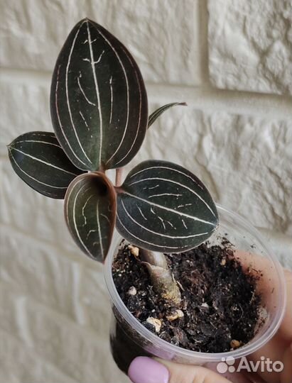 Драгоценная орхидея лудизия