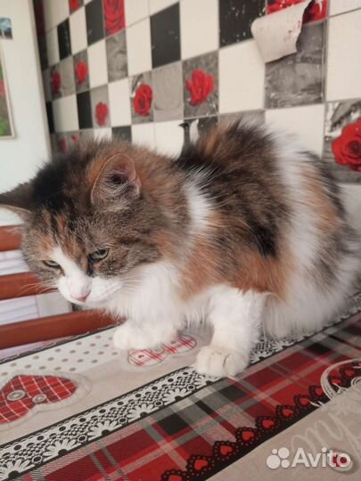 Кошка в дар бесплатно