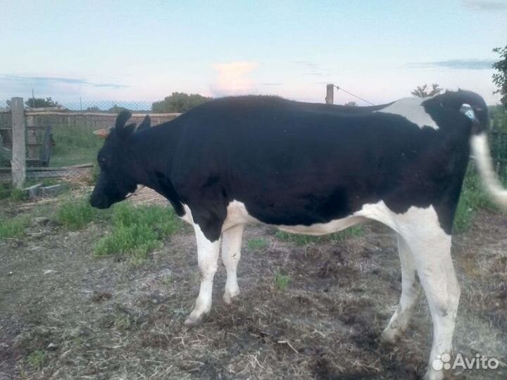 Продам телку