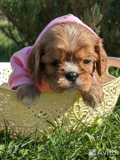 Кавалер кинг чарльз спаниель девочка