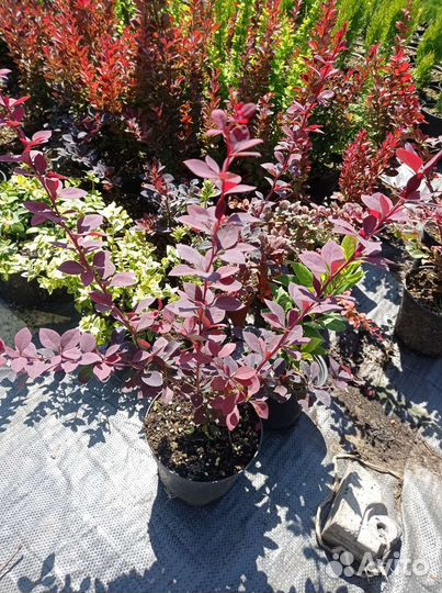 Барбарисы декоративные Ред Пилар и др