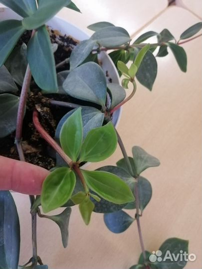 Пеперомия Перескиелистная