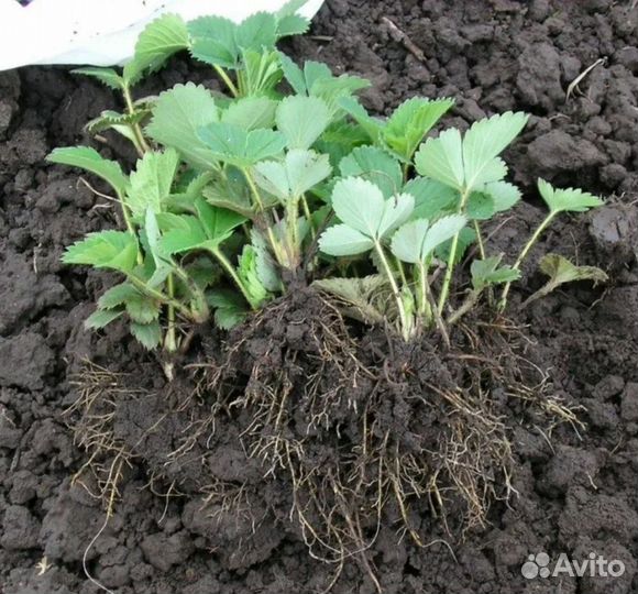 Рассада земляники садовой