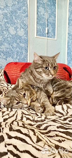 Два чудо котика ищут маму