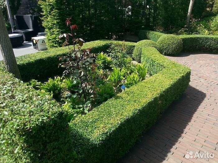 Семена самшита