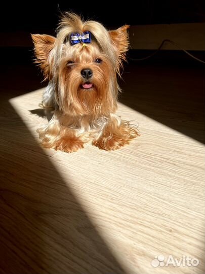 Мини женихи с документами