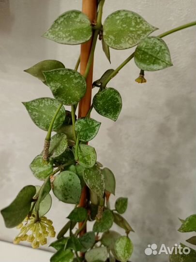 Хойя эскимо сильвер