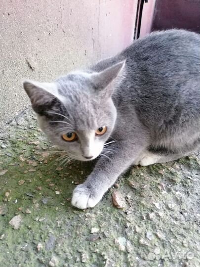 Кошечка в добрые руки