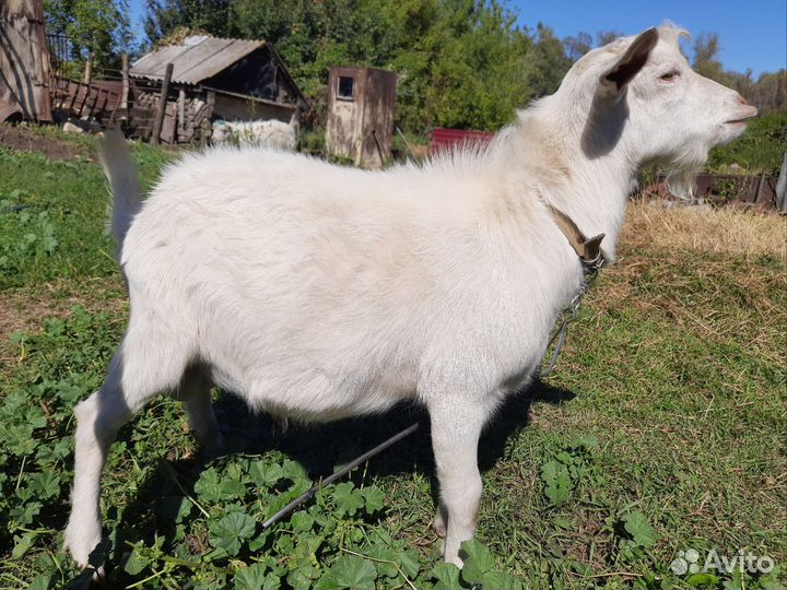 Поросята породы дюрок с кб
