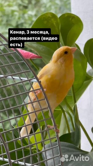 Птенцы канарейка и два кенара (распеваются)