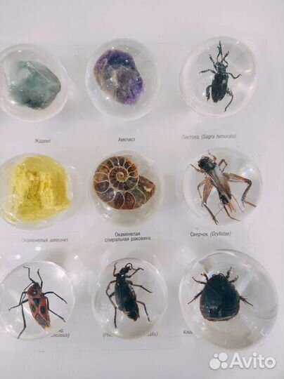 Коллекция окаменелостей