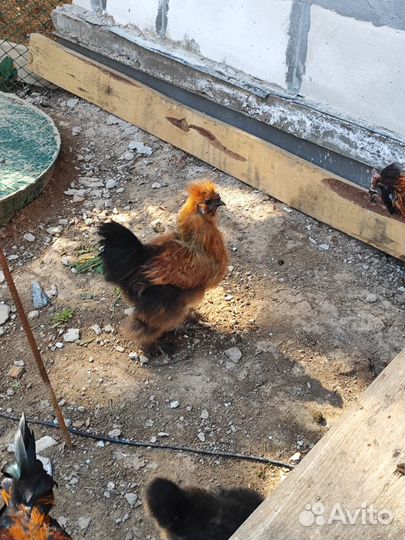 Молодые петухи