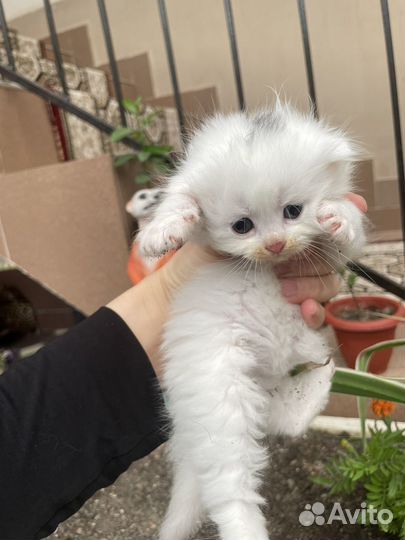 Вислоухие котята