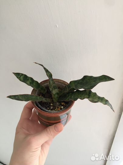 Сансевиерия кирки копертон