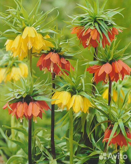 Рябчик императорский