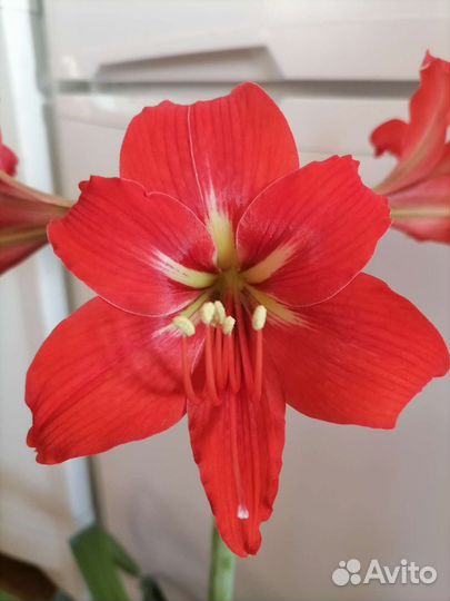 Гиппеаструм