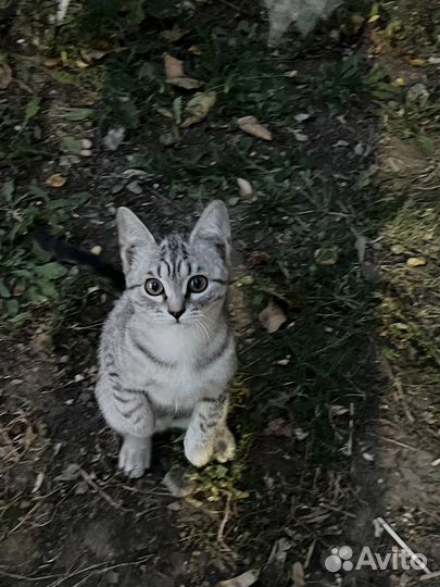 В добрые ручки