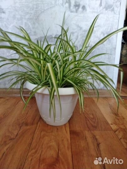 Хлорофитум в горшке