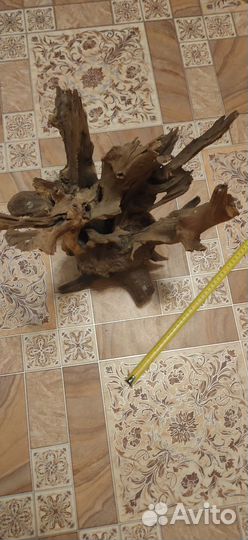 Коряга мангровая