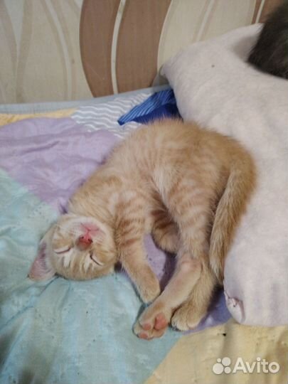 Котята в добрые руки