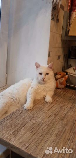 Роскошный кот в добрый дом