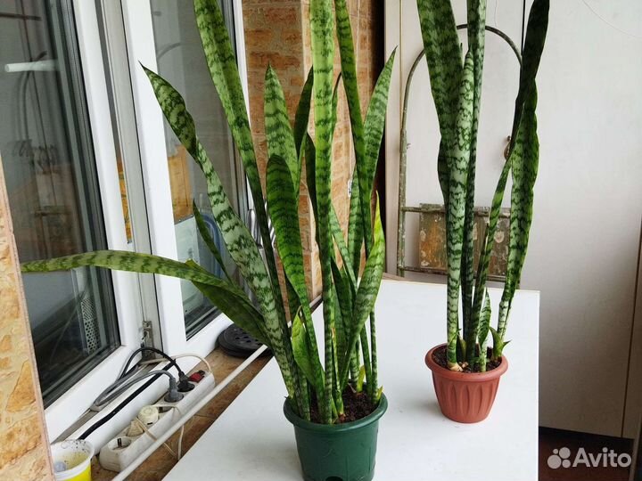 Сансевиерия щучий хвост