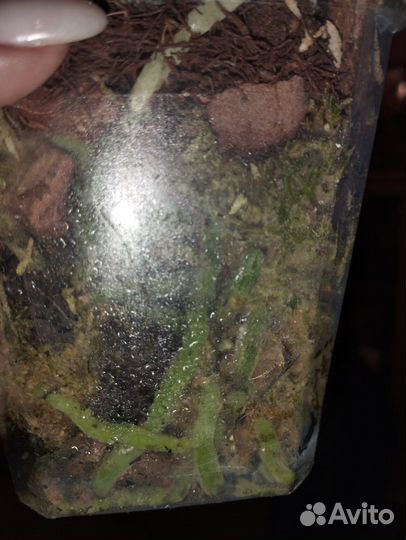 Орхидея фаленопсис Sоgо Gоtris бабочка пелорик цве