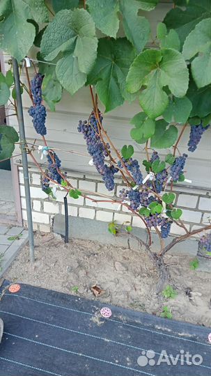 Саженцы винограда изабелла