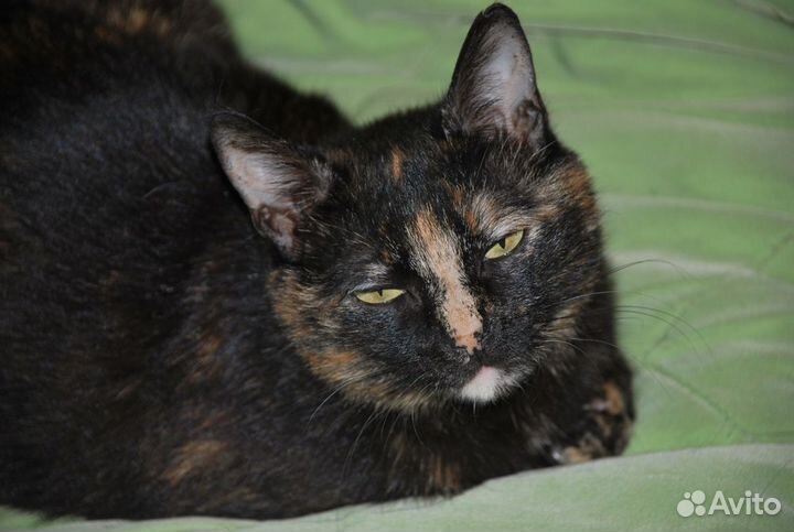 Киса в заботливые руки