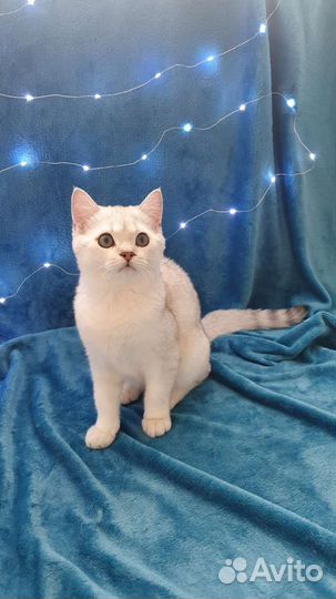 Британский котенок серебристая шиншилла