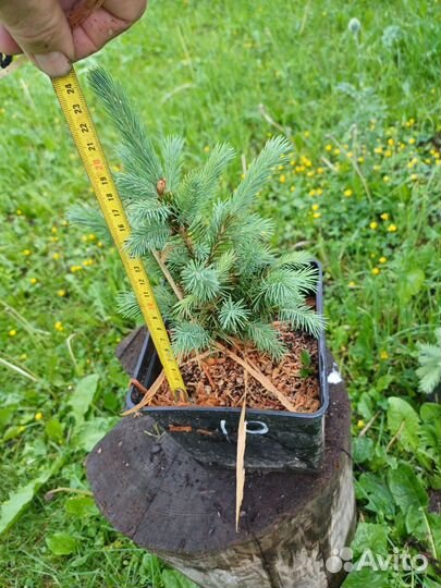 Саженцы ели колючей голубой picea pungens glauca
