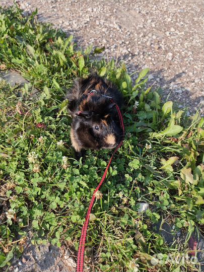 Морская свинка бесплатно