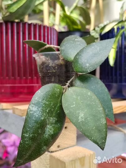 Hoya caudata v. Sumatra