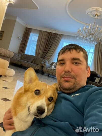 Передержка собак,зоогостиница,домашняя передержка