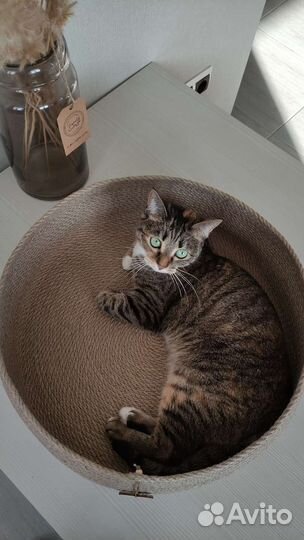 Лежанка для кошек. Д-45, В-12