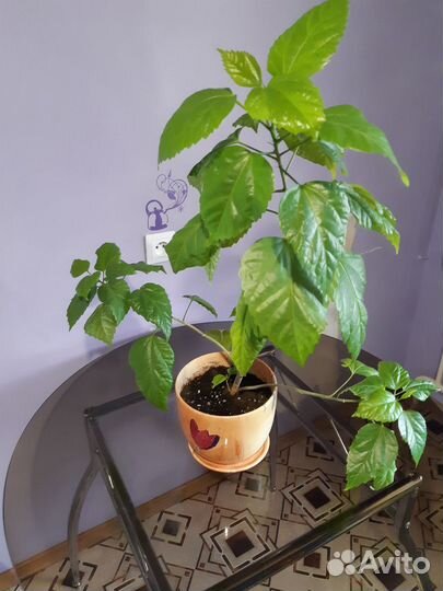 Продам китайскую розу с горшком